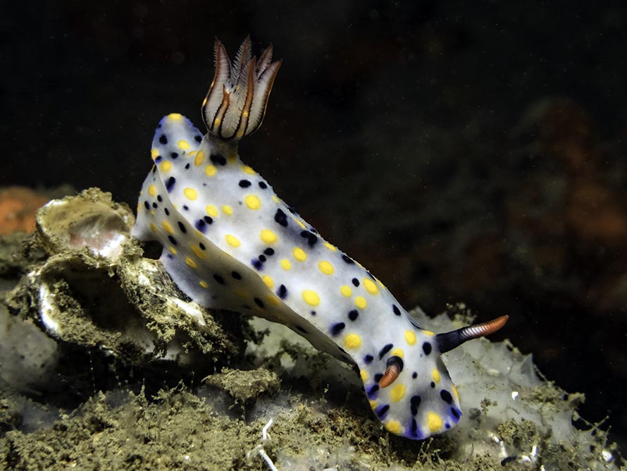Hypselodoris confetti